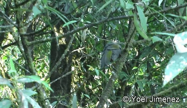 Silver-eared Laughingthrush - ML201156151