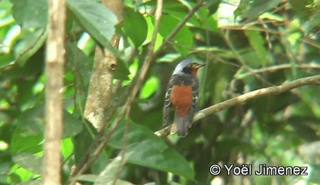 White-throated Rock-Thrush - ML201156171