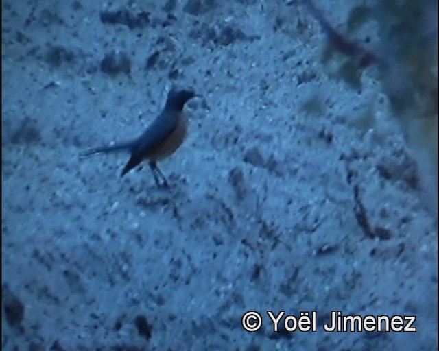 iranie bělohrdlá - ML201156211