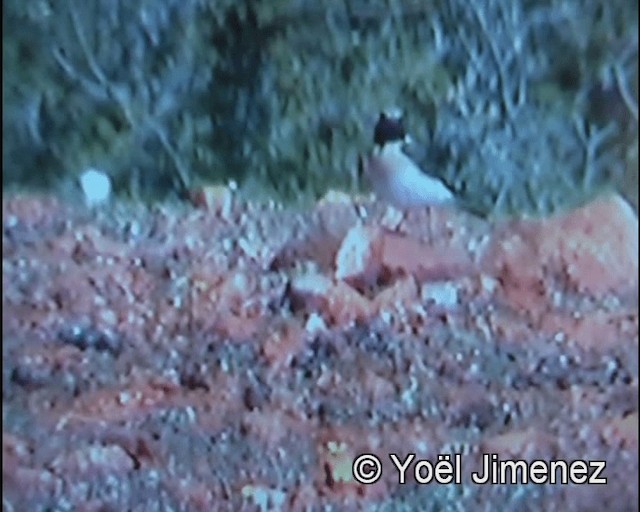 Eastern Black-eared Wheatear - ML201156231