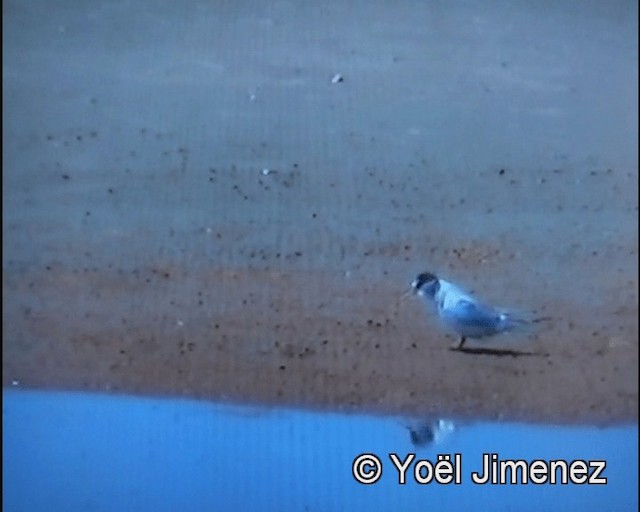 Little Tern - ML201156471