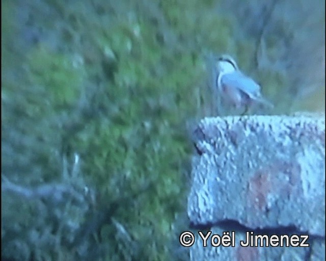 Sittelle de Neumayer - ML201156541