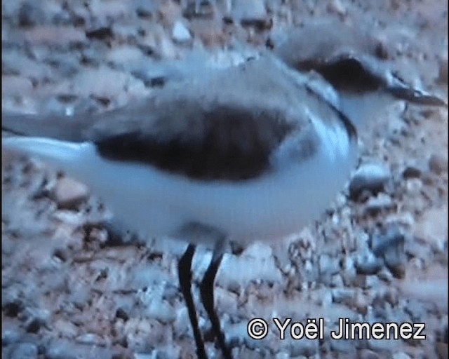 Kentish Plover - ML201156551