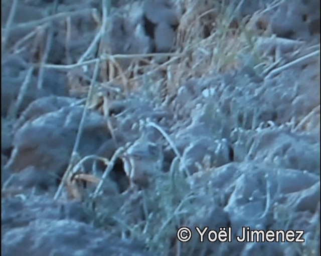 Greater Short-toed Lark - ML201156631