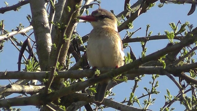 Brown-hooded Kingfisher - ML201156641