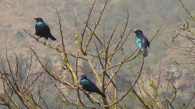 Cape Starling - ML201156651