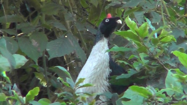 Horned Guan - ML201156661