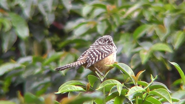 Band-backed Wren - ML201156671