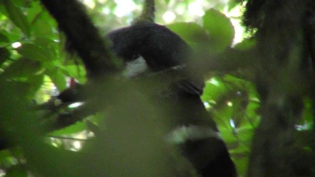 Horned Guan - ML201156811