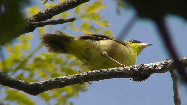 Жовтогорлик сіроголовий - ML201156821