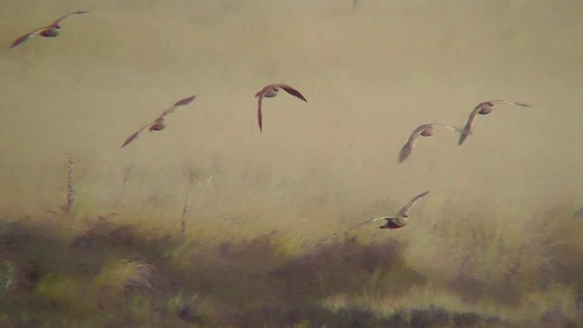 Black-bellied Sandgrouse - ML201156881