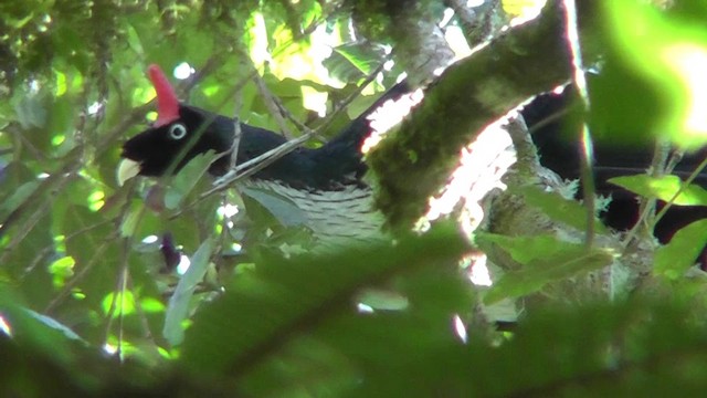 Horned Guan - ML201157041