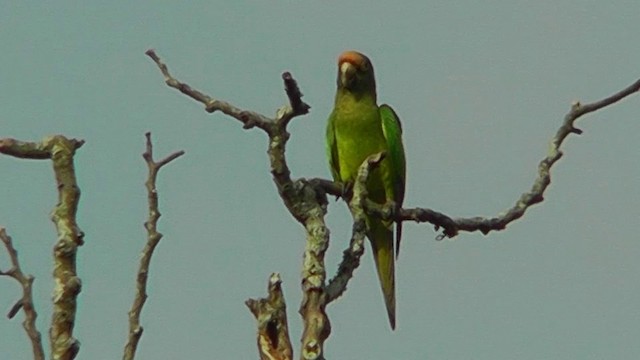 Aratinga Frentinaranja - ML201157081