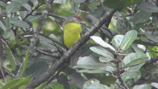 Rufous-browed Peppershrike - ML201157131