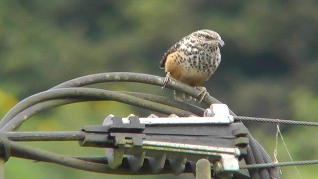 Band-backed Wren - ML201157201