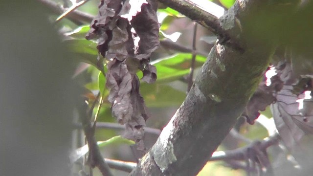 Yellow-winged Tanager - ML201157221