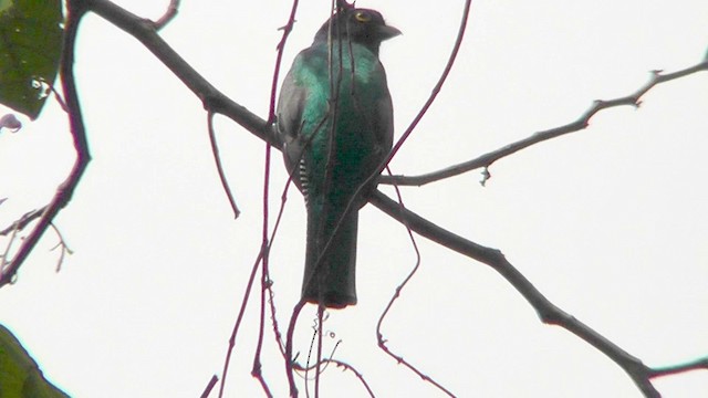 Gartered Trogon - ML201157241