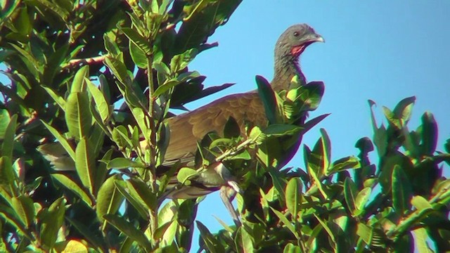 Chachalaca Ventriblanca - ML201157271