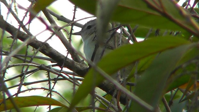 Eastern/Western Warbling Vireo - ML201157291