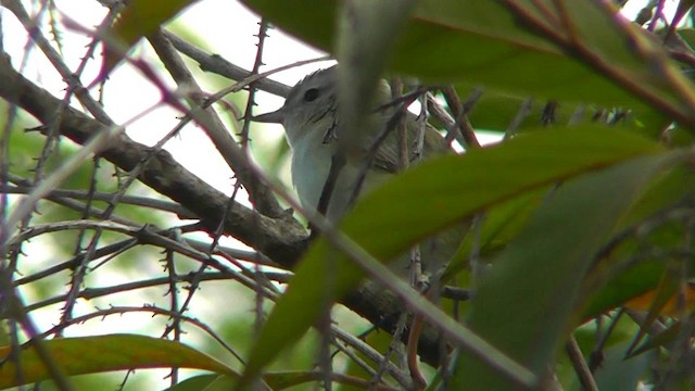 Vireo Gorjeador - ML201157291