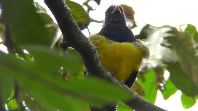 Gartered Trogon - ML201157301