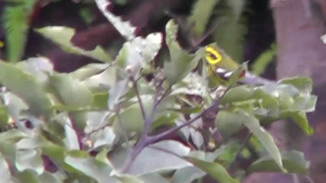 Townsend's Warbler - ML201157321