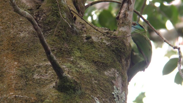 Blue-throated Barbet - ML201157331