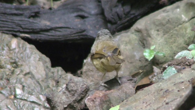 Brown-cheeked Fulvetta - ML201157341