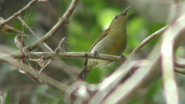 Crimson Sunbird - ML201157381