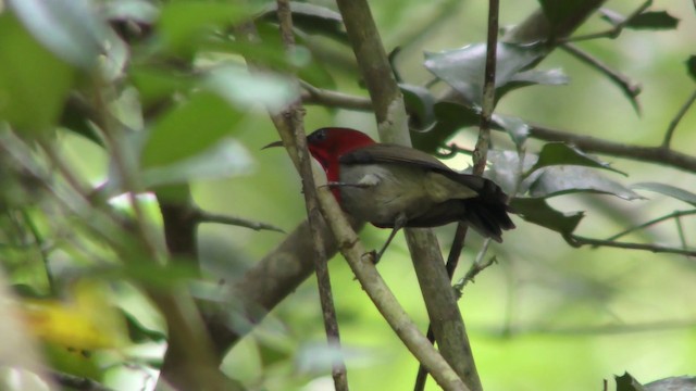 Crimson Sunbird - ML201157391