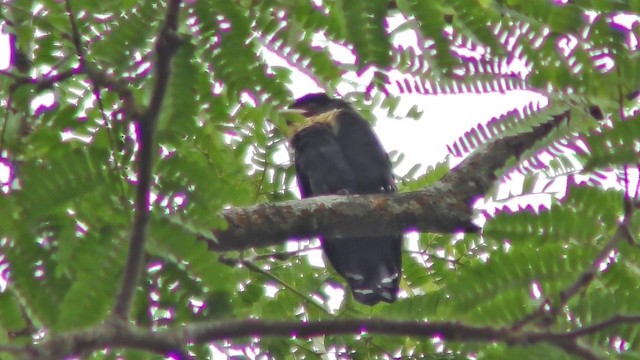 Dusky Broadbill - ML201157401