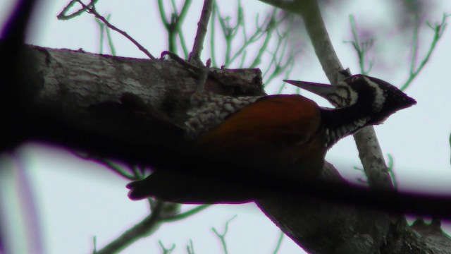 Greater Flameback - ML201157421