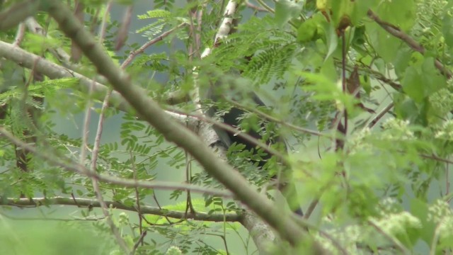 Green-billed Malkoha - ML201157441