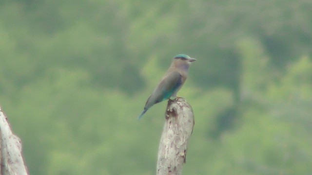 Çinhindi Gökkuzgunu - ML201157481