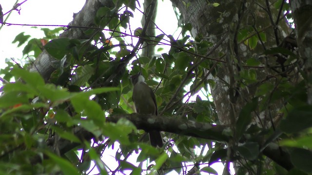 Ochraceous Bulbul - ML201157501