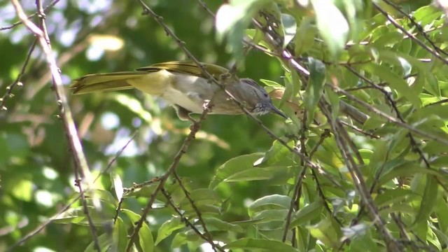 ミヤマヒヨドリ - ML201157511