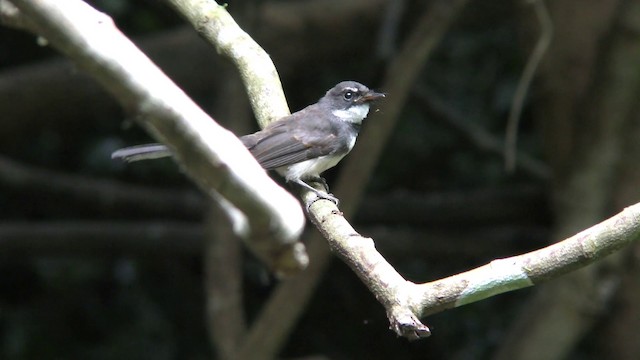 Ошейниковая веерохвостка - ML201157521