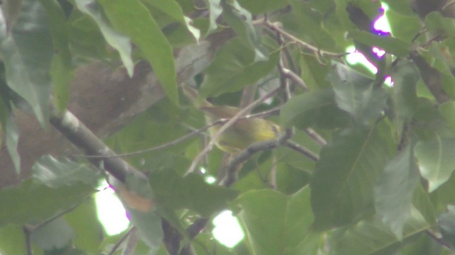 Pin-striped Tit-Babbler - ML201157531