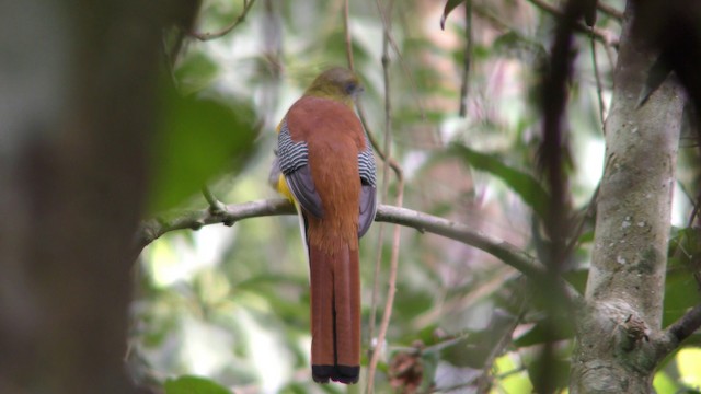 Turuncu Göğüslü Trogon - ML201157551