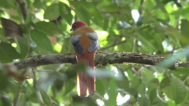 Kırmızı Başlı Trogon - ML201157581