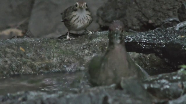 Red-legged Crake - ML201157601