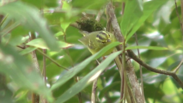 Sulphur-breasted Warbler - ML201157641