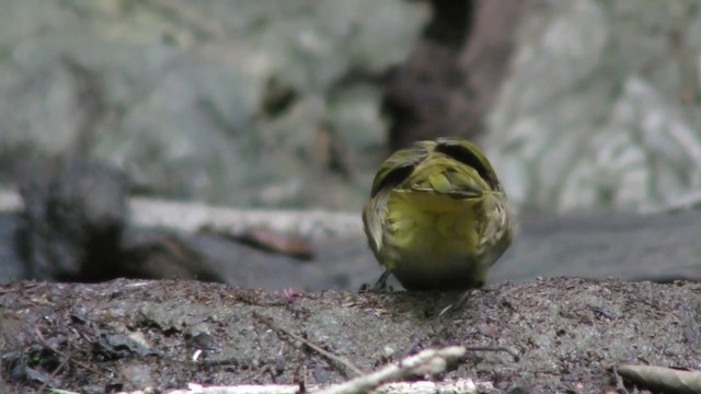 Stripe-throated Bulbul - ML201157661