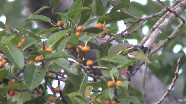 Thick-billed Green-Pigeon - ML201157681