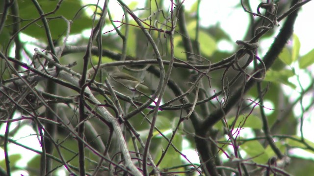 Thick-billed Flowerpecker - ML201157691