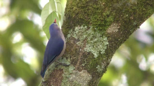 Velvet-fronted Nuthatch - ML201157721