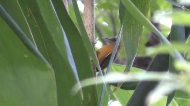 White-browed Piculet - ML201157751
