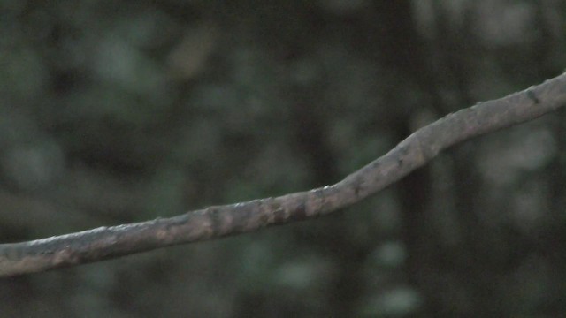 White-browed Scimitar-Babbler - ML201157761