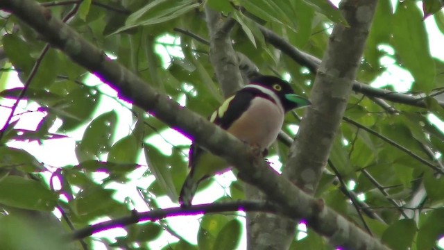 Black-and-yellow Broadbill - ML201157781