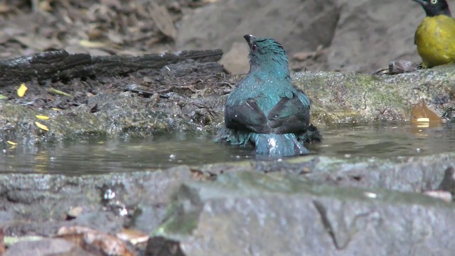 Asian Fairy-bluebird - ML201157821